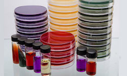 Fungal culture Media